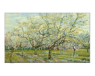 创维W55D